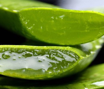 ALOE-VERA-1