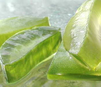 ALOE-VERA-2