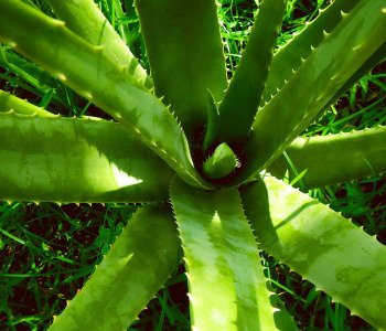 ALOE-VERA-3