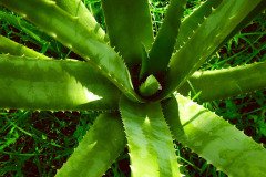 ALOE-VERA-3