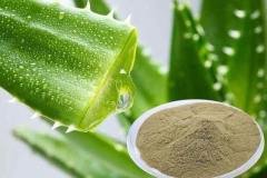 ALOE-VERA-POWDER