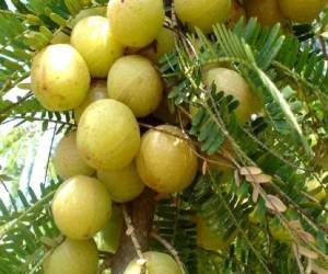 AMLA POWDER