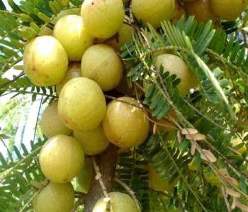 AMLA-2