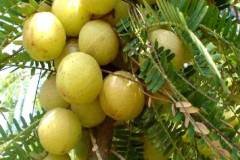 AMLA-2