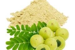 AMLA-POWDER-1