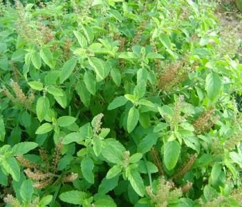 Basil-1
