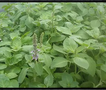 Basil-2