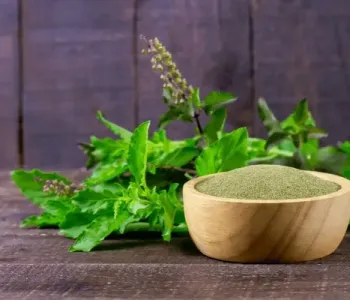 Basil-3