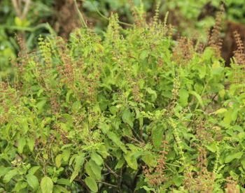 Basil