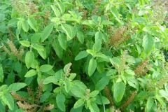 Basil-1