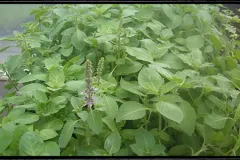 Basil-2
