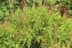 Basil