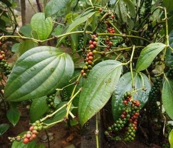 1_Black-Pepper-2