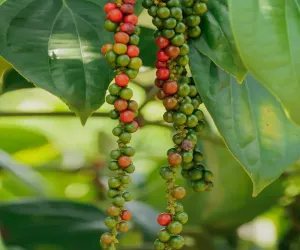 BLACK PEPPER POWDER