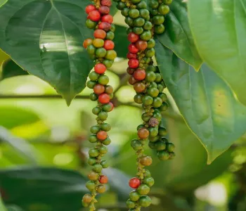 Black-Pepper-1