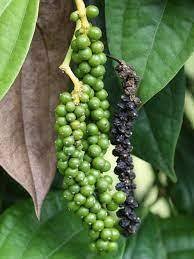 Black-Pepper-2