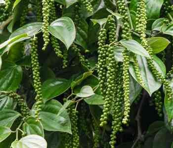 Black-Pepper