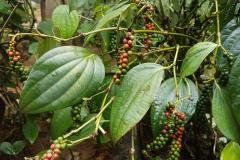 1_Black-Pepper-2