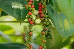 Black-Pepper-1