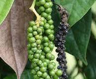 Black-Pepper-2