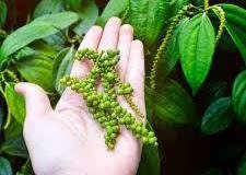 Black-Pepper-3