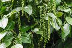 Black-Pepper