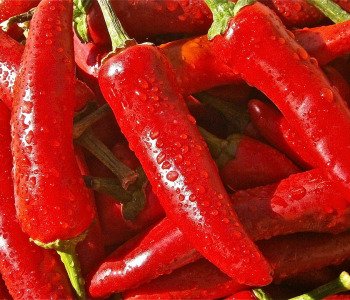 Chilli-3