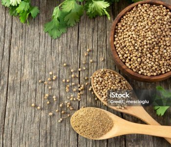 coriander seeds and powder in wooden spoon with fresh cilantro leaves on wooden table, ( coriandrum sativum )