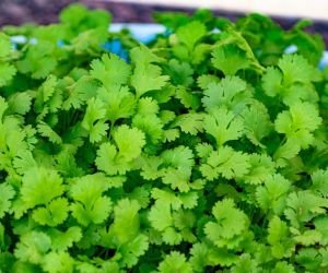 Coriander