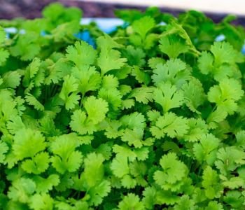 Coriander