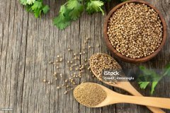 coriander seeds and powder in wooden spoon with fresh cilantro leaves on wooden table, ( coriandrum sativum )
