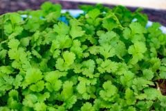 Coriander