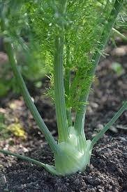 Fennel-5