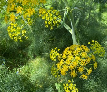 Fennel-7