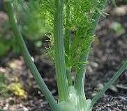 Fennel-5
