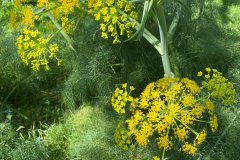 Fennel-7