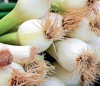 White-Fresh-Onion-1