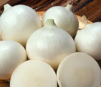 White-Onion_1