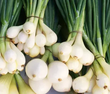 White-Onion_3