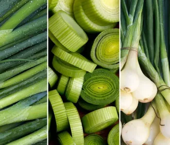 White-Onion_5
