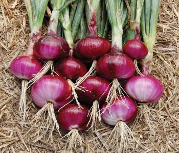 vibrant-red-onions-with-leaves-wol0u8yy1jyrxk3p