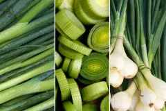 White-Onion_5