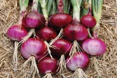 vibrant-red-onions-with-leaves-wol0u8yy1jyrxk3p