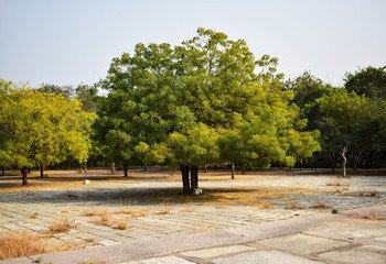 Neem-2