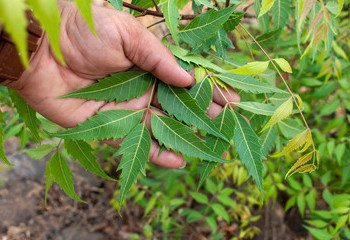 Neem-4
