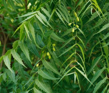 Neem-5