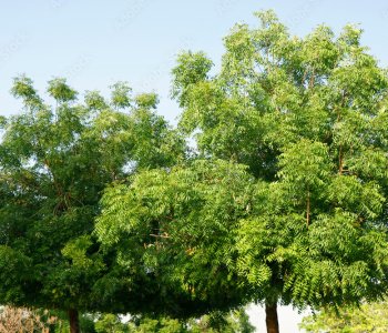 Neem-6