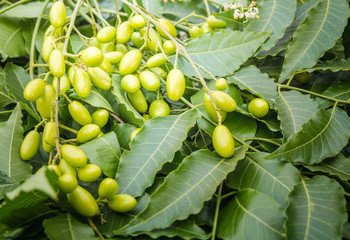 Neem