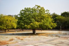 Neem-2