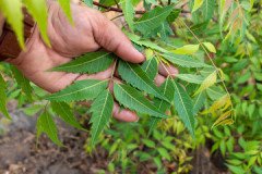 Neem-4